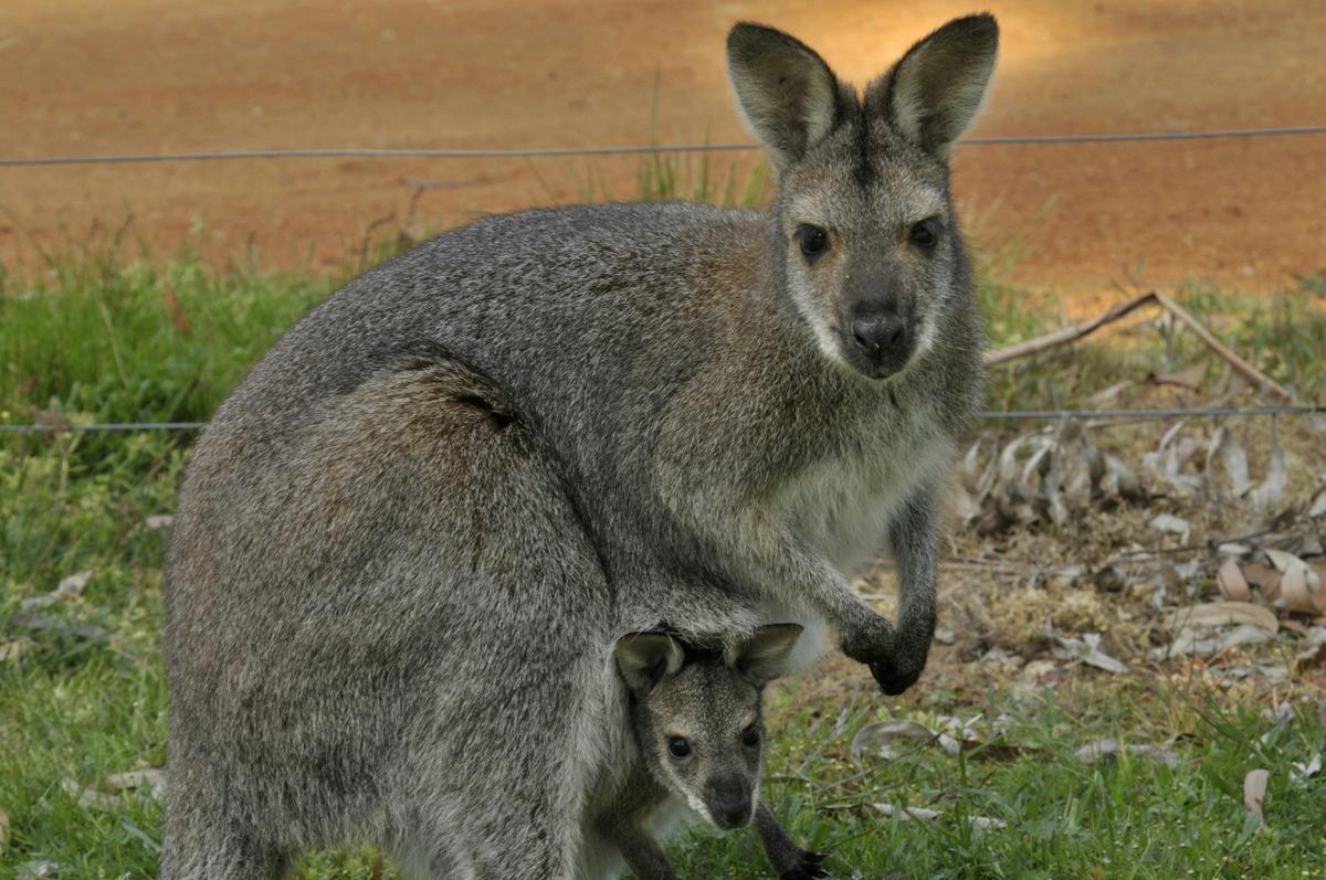 Red Necked Wallaby