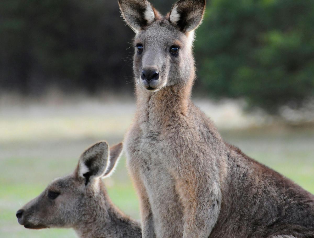 Eastern Grey Kangaroos