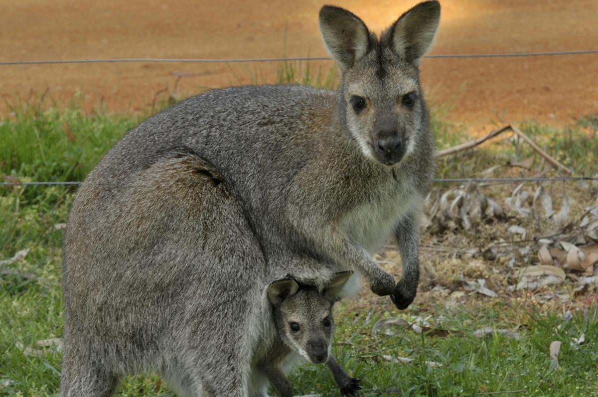 Red Necked Wallaby