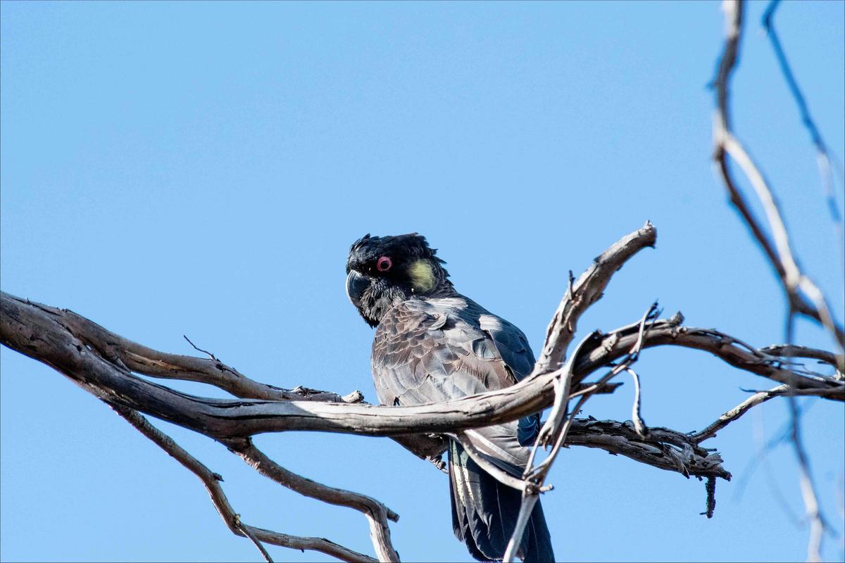 Yellow-tailed Black-Cockatoo