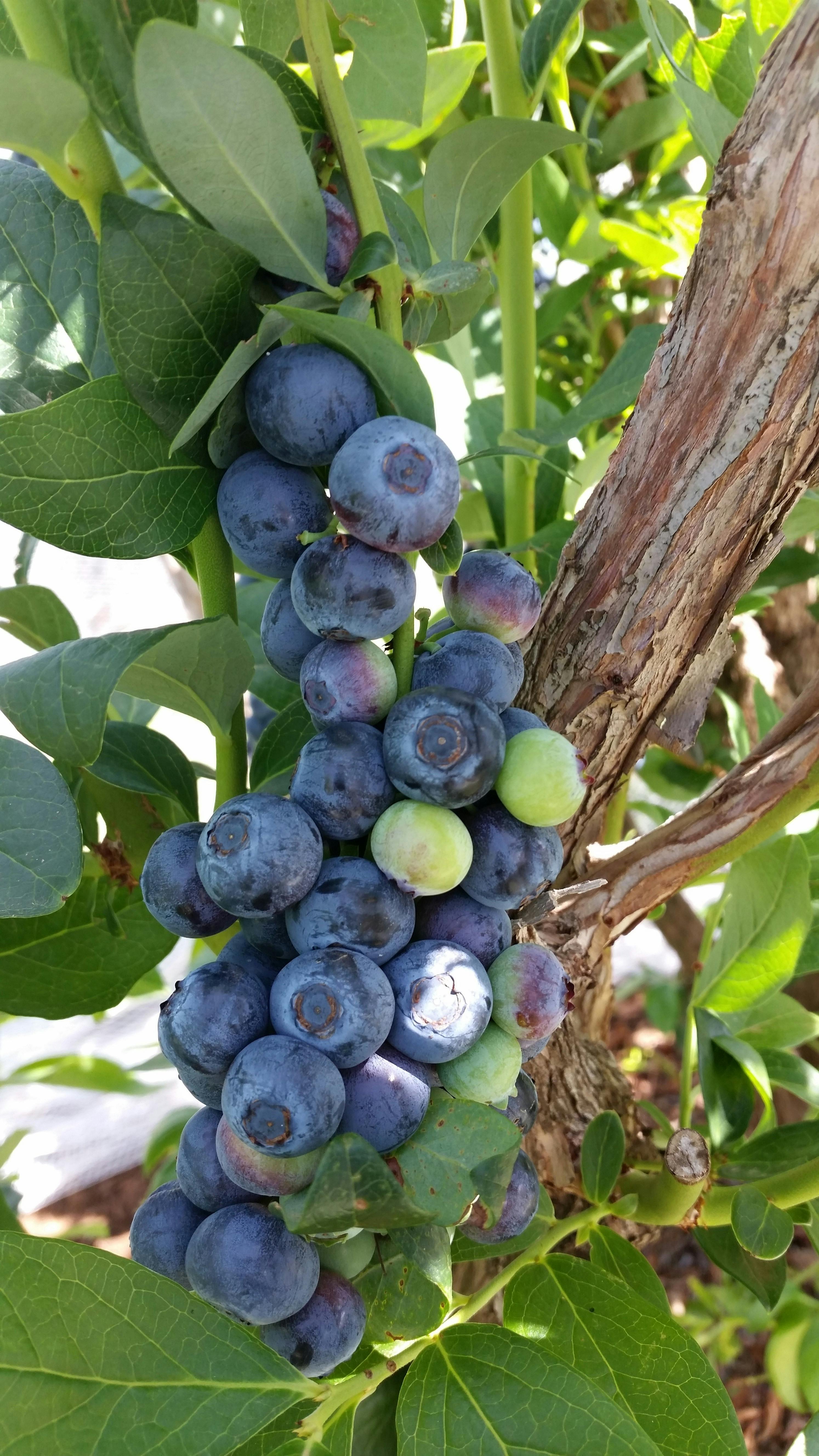 Pick Your Own Berries Blueberries Beechworth Stanley North East Victoria