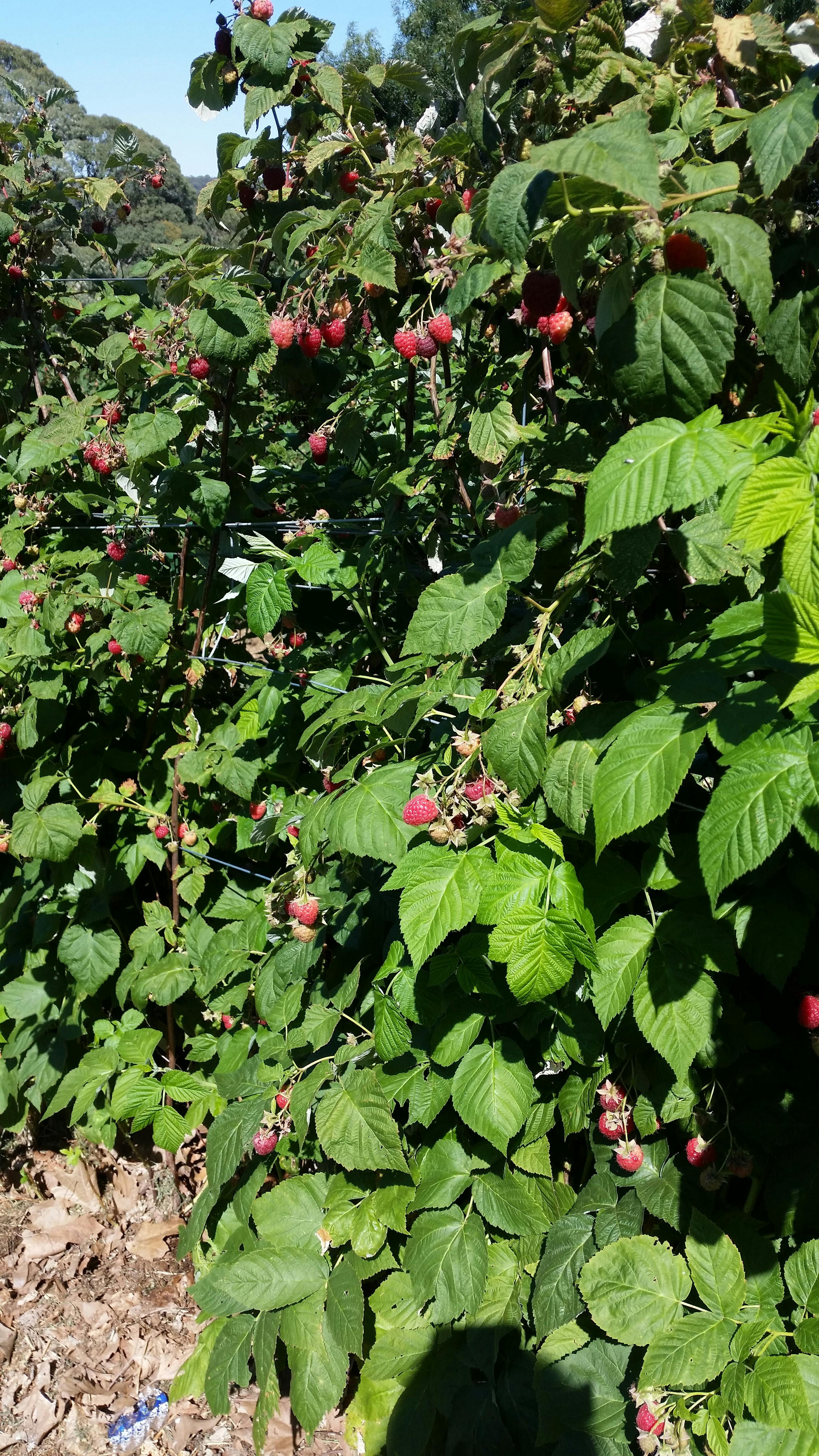 Pick Your Own Berries Raspberries Beechworth Stanley North East Victoria