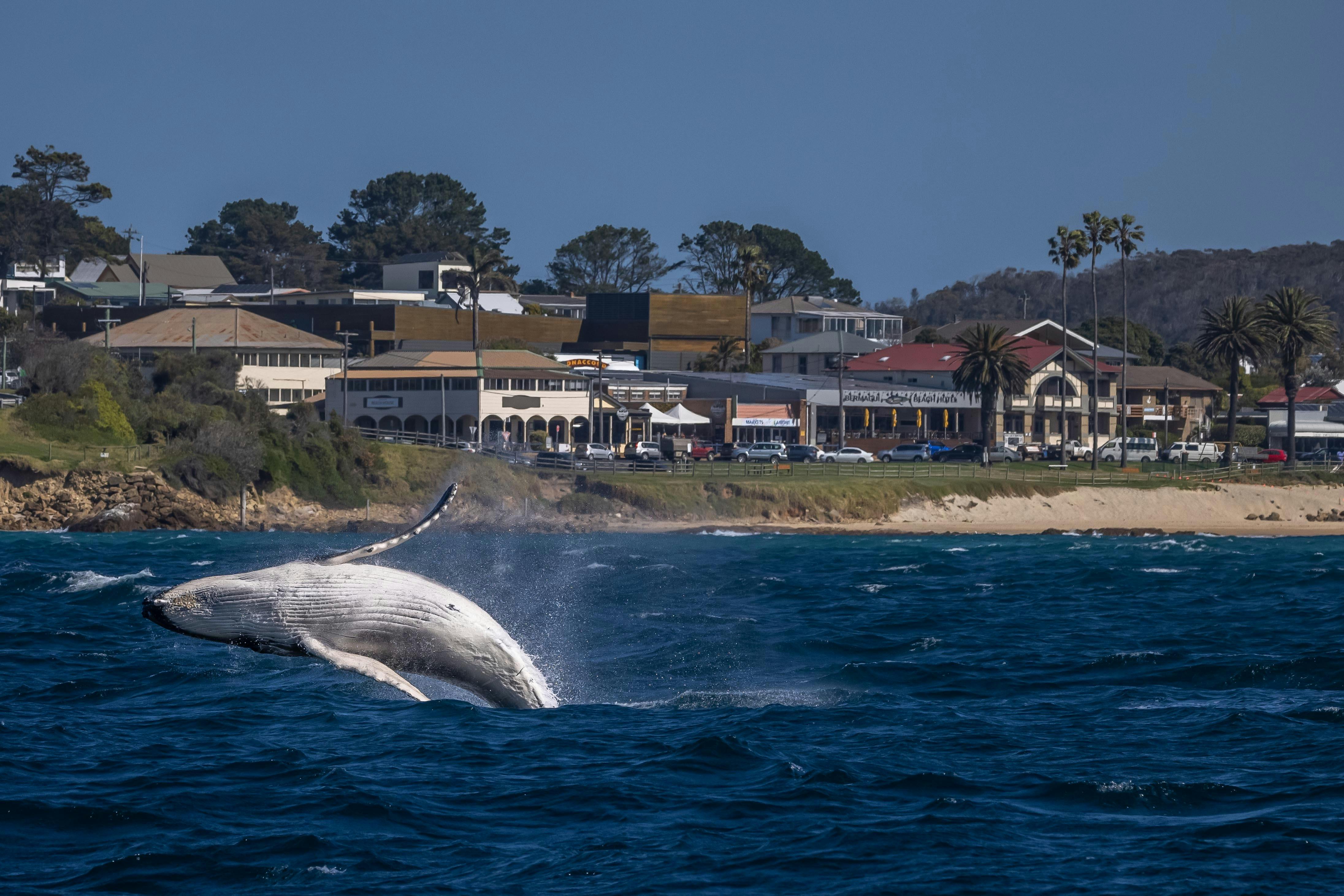 Humpback whale breaching in Horseshoe Bay