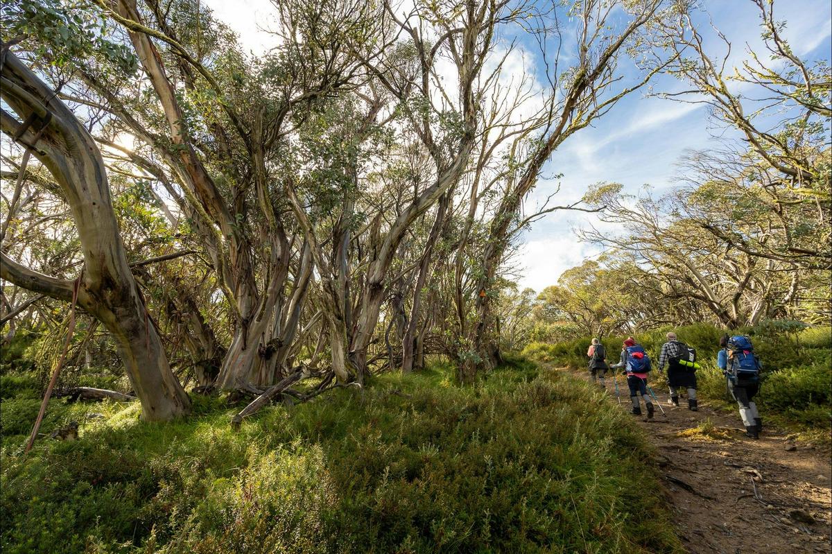Along Bluff Spur Trail at Mt Stirling.