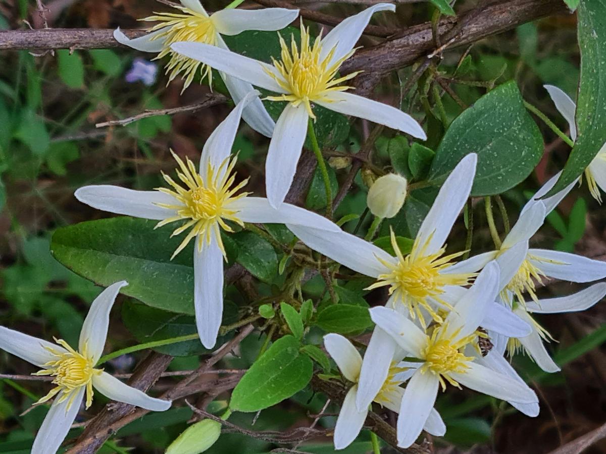 Wildflowers, which can be found around Mt Timbertop during summer.