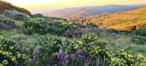 Wildflowers at Mt Stirling