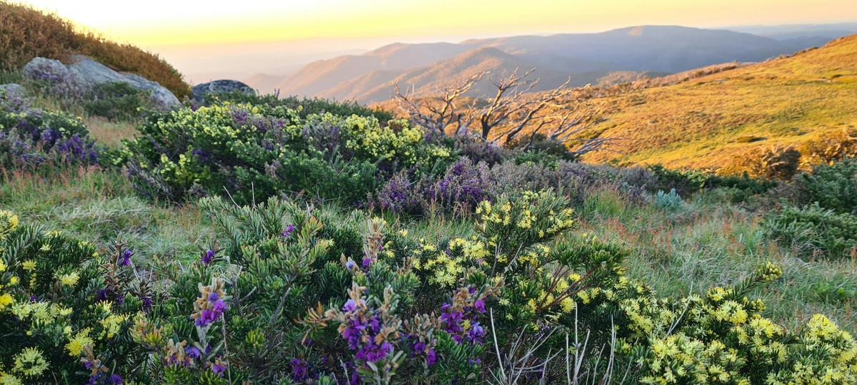 Wildflowers at Mt Stirling