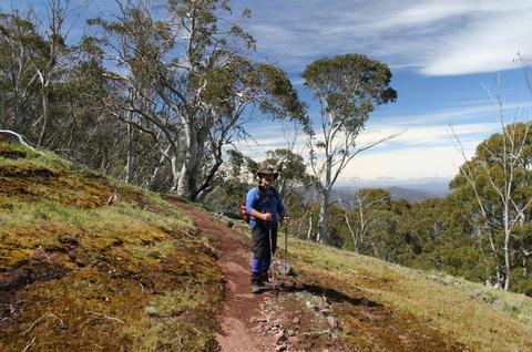 Half way up to the summit of Mt Timbertop.