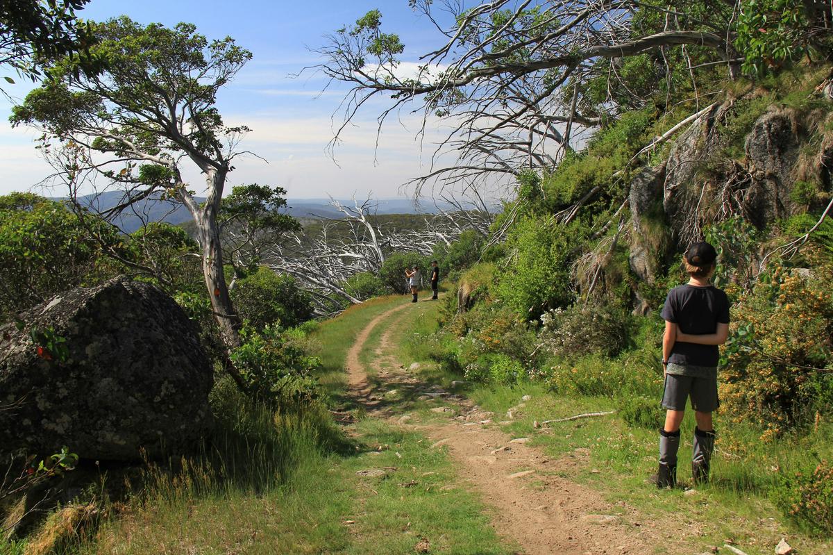 A stroll along the West Summit Trail at Mt Stirling.