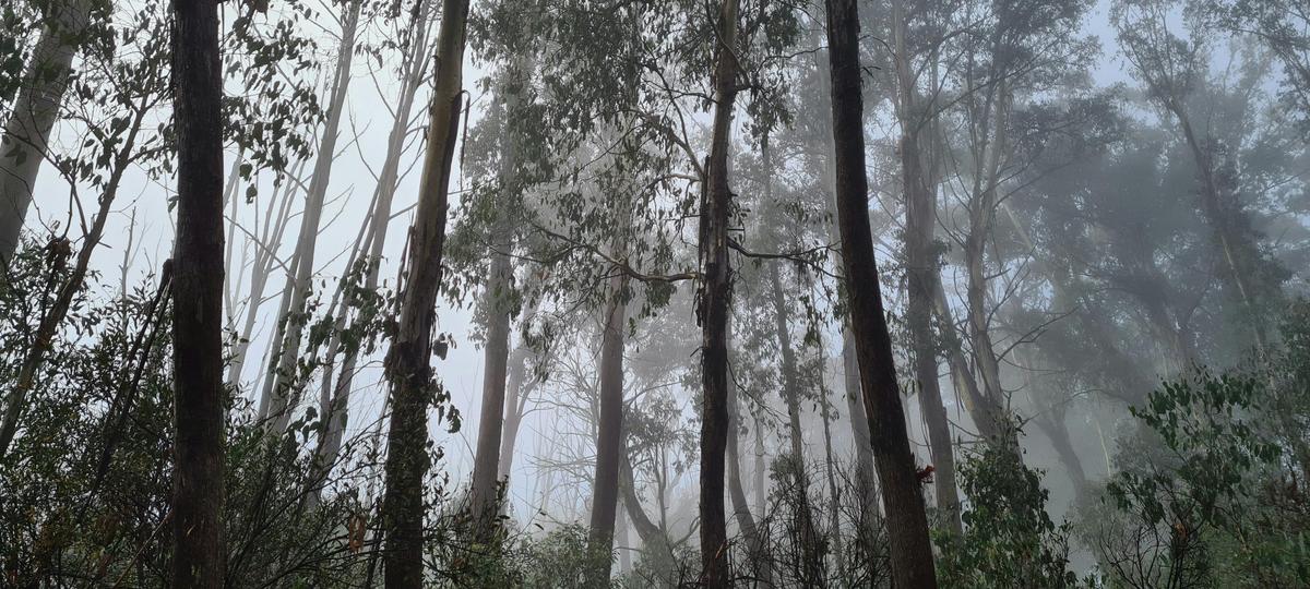 Mist in the forest of Clear Hills.