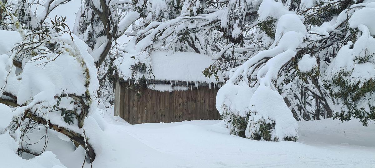 Snow covered hut amongst the Snow Gums.