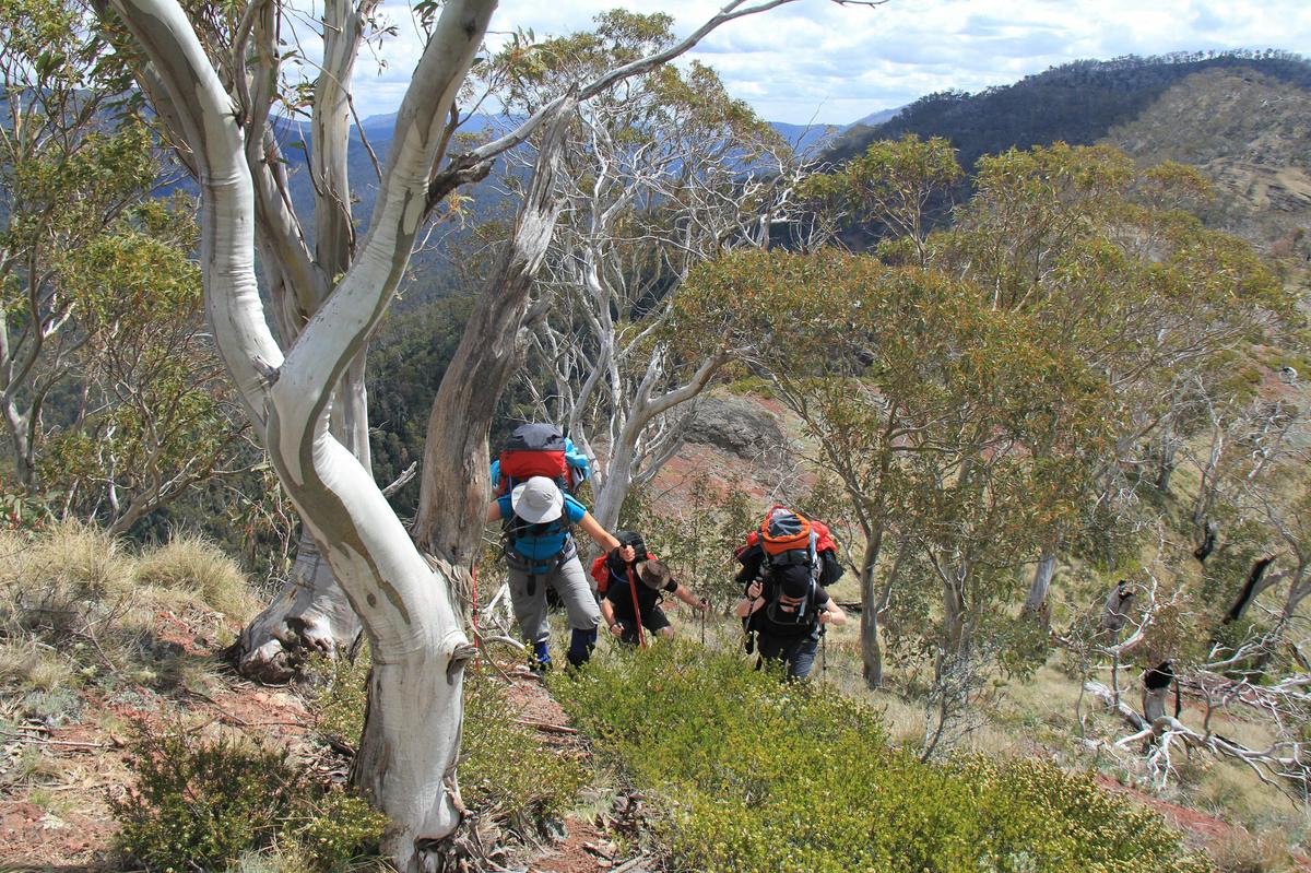 A big climb to The Crosscut Saw along the Stanleys Name Spur Walking Track.