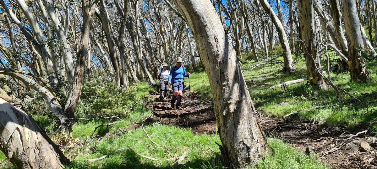 Snow Gums at The Monument.
