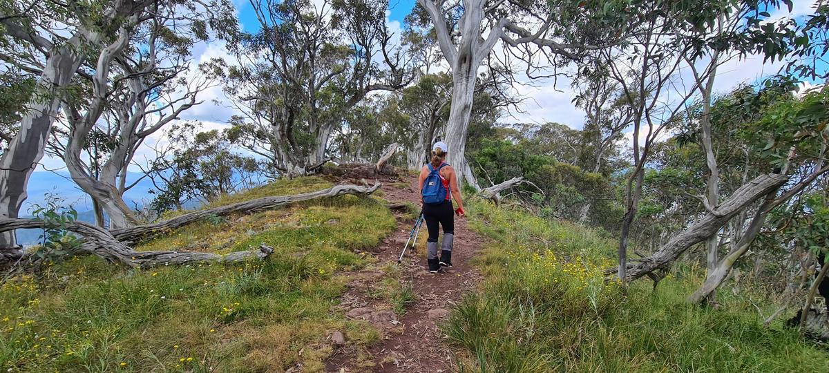 A hiker on the summit of Mt Timbertop.