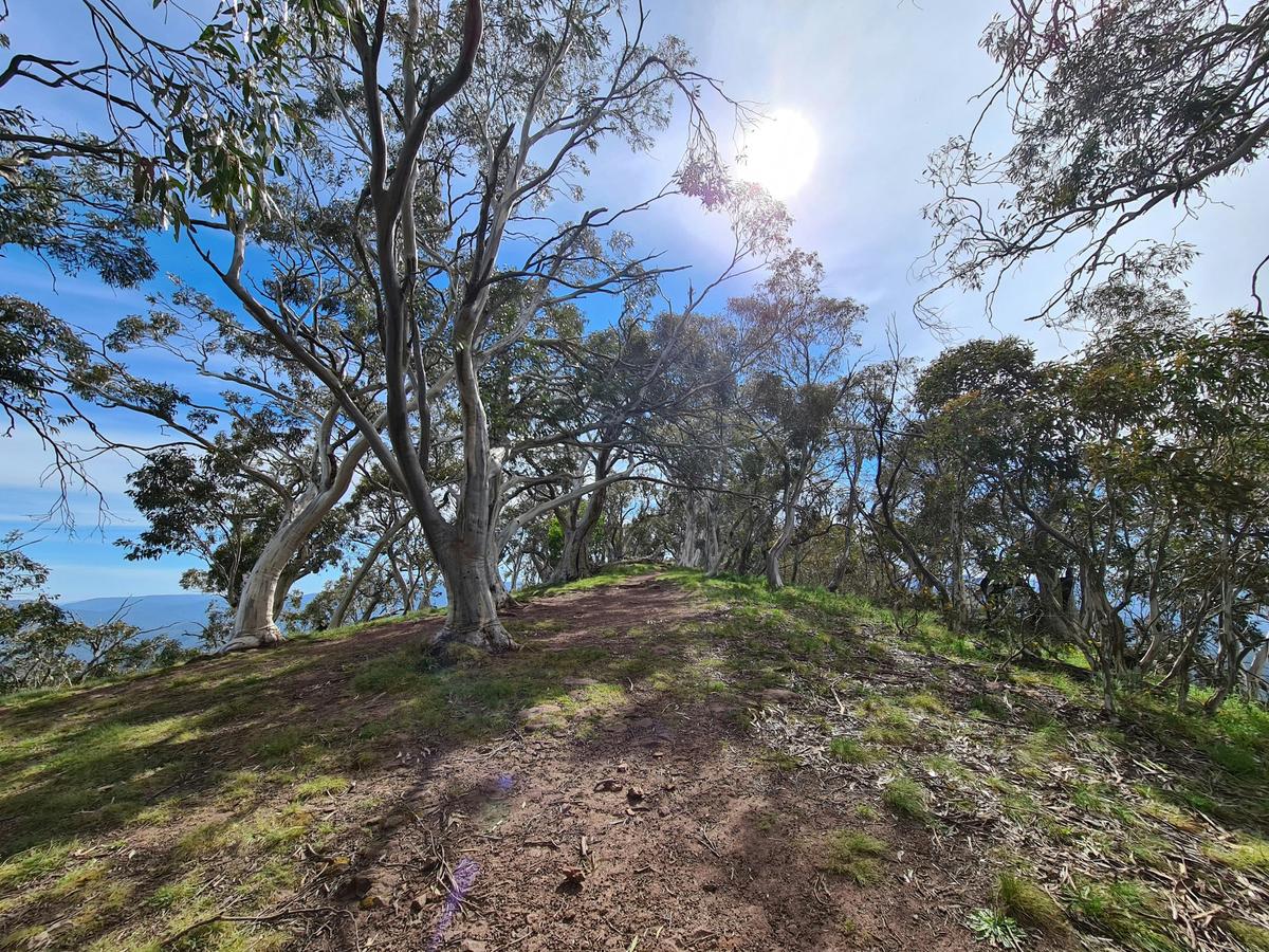 Timbertop Summit Loop