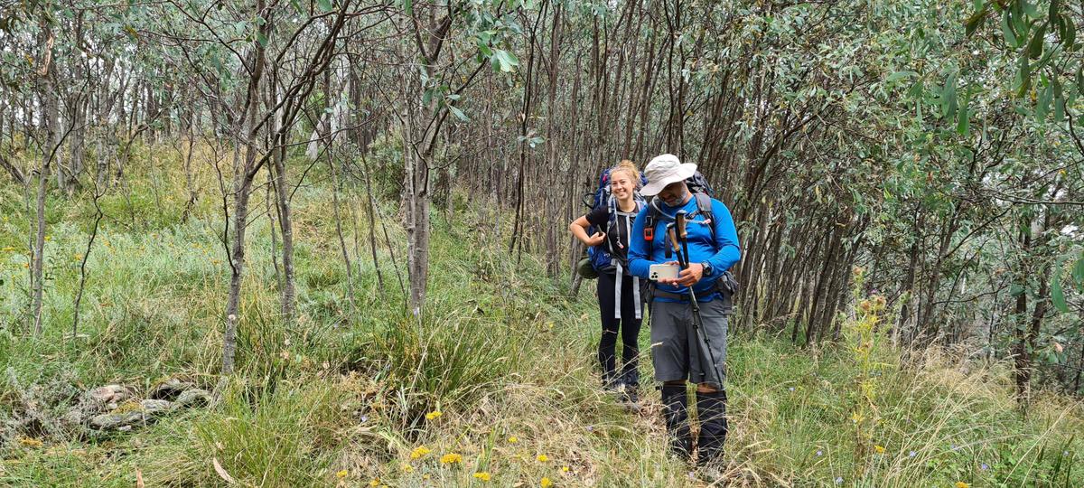 It's beautiful bushwalking through the wooded section of the track.