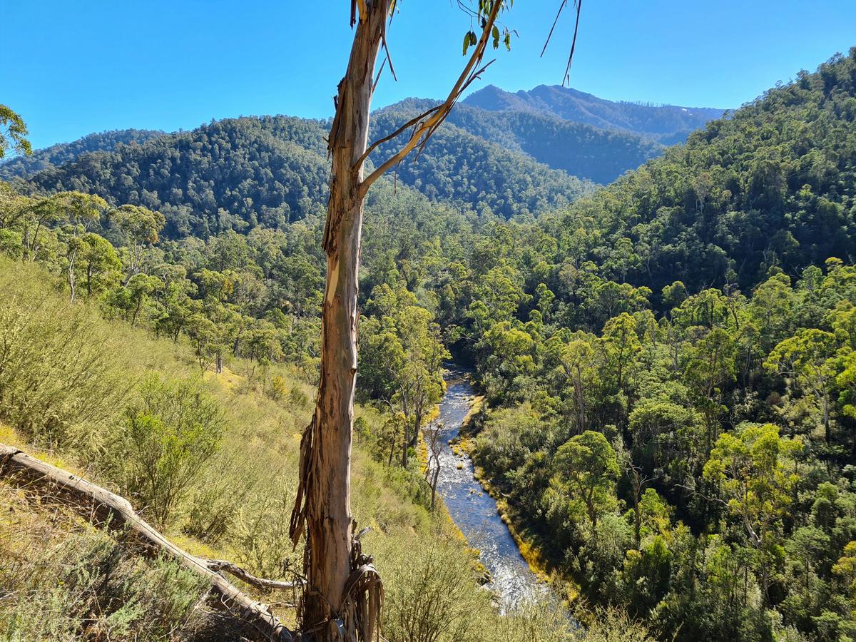 Howqua River shimmering in the morning sun.
