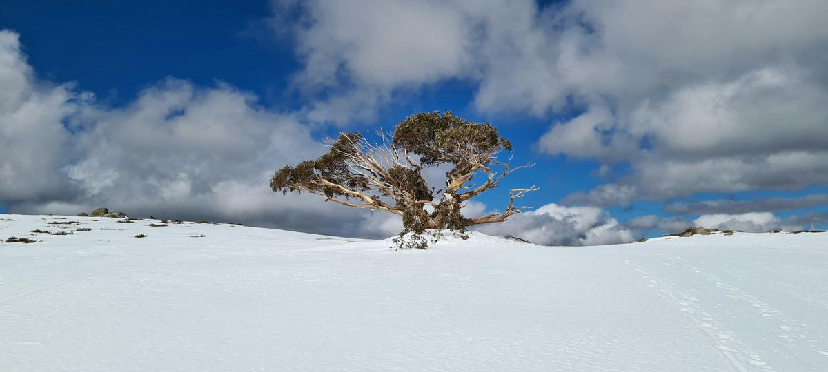 A lone Snow Gum on top of Mt Stirling.