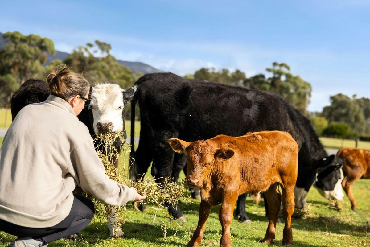 a guest feeding a baby calf