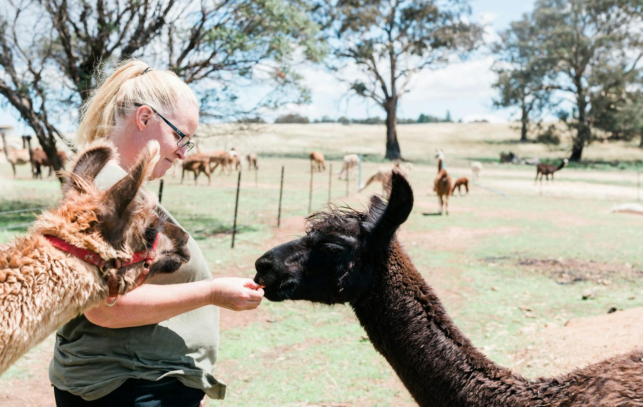 Alpaca