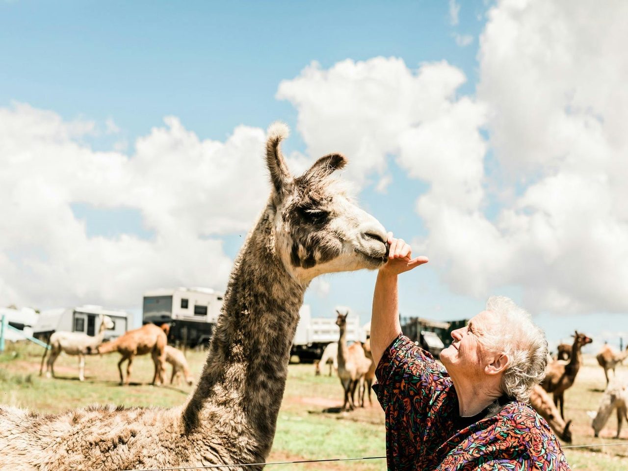Alpaca Magic