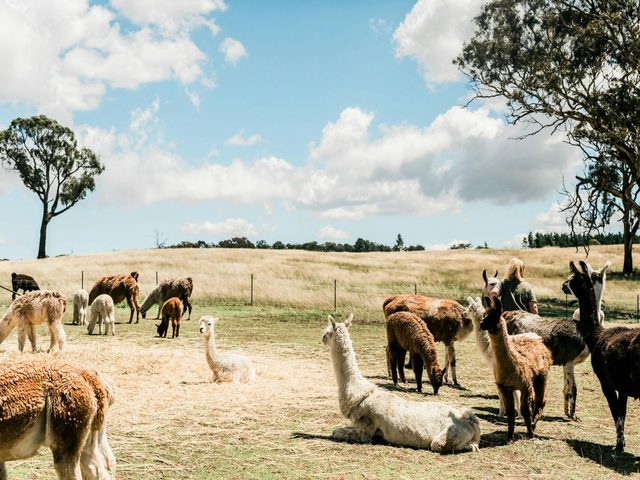 Alpaca Magic