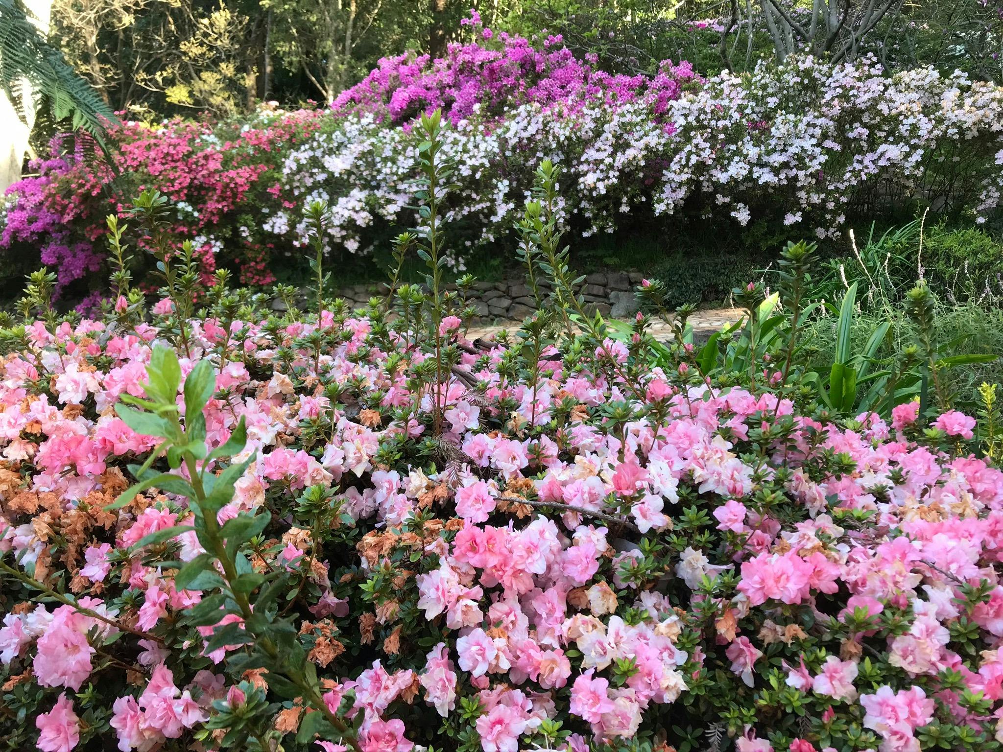 Azalea garden