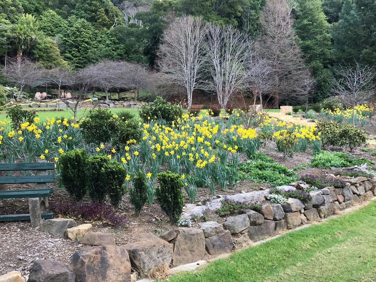 Daffodils in Spring time