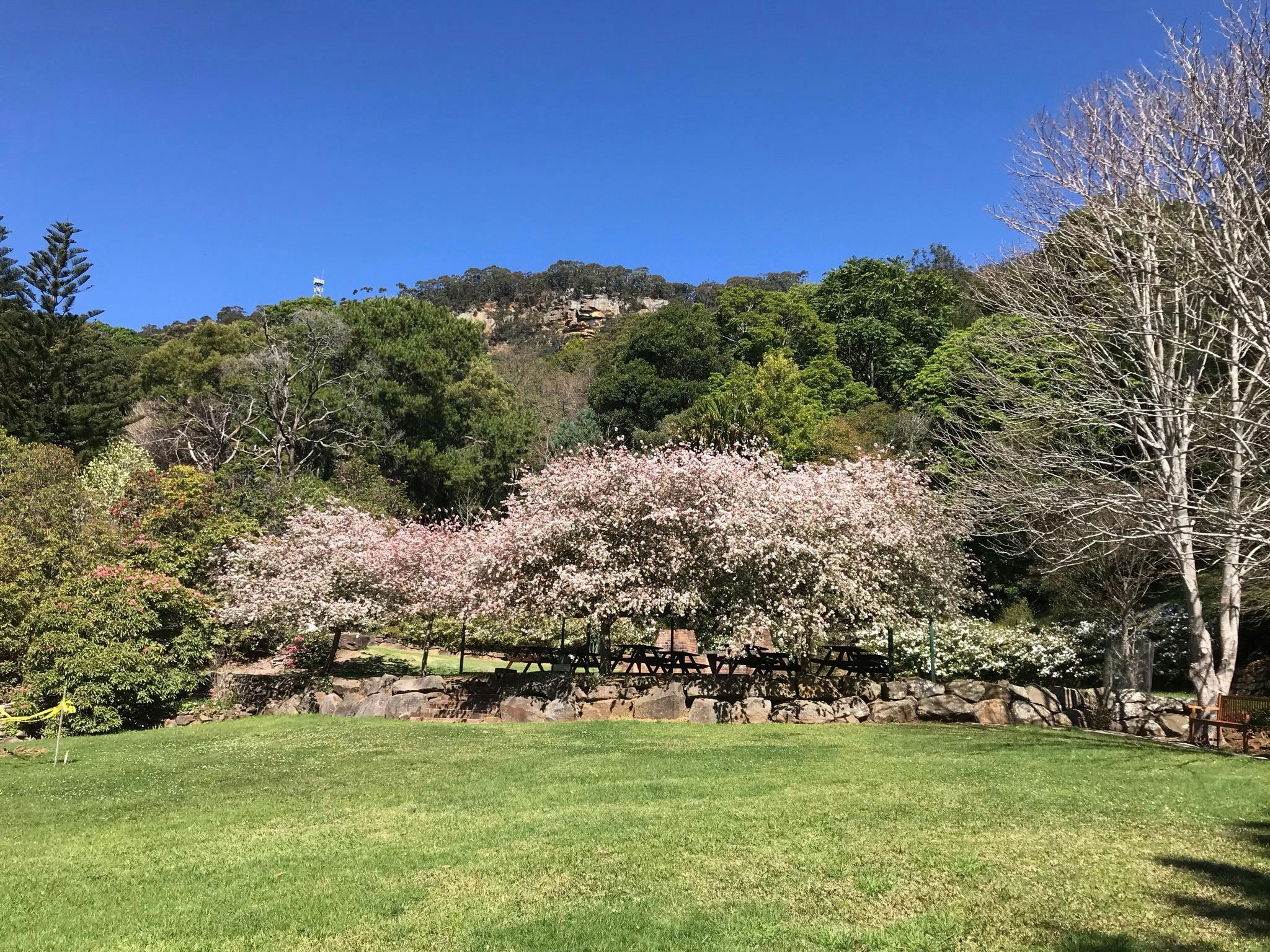 Crabapples in bloom near the covered pavillion