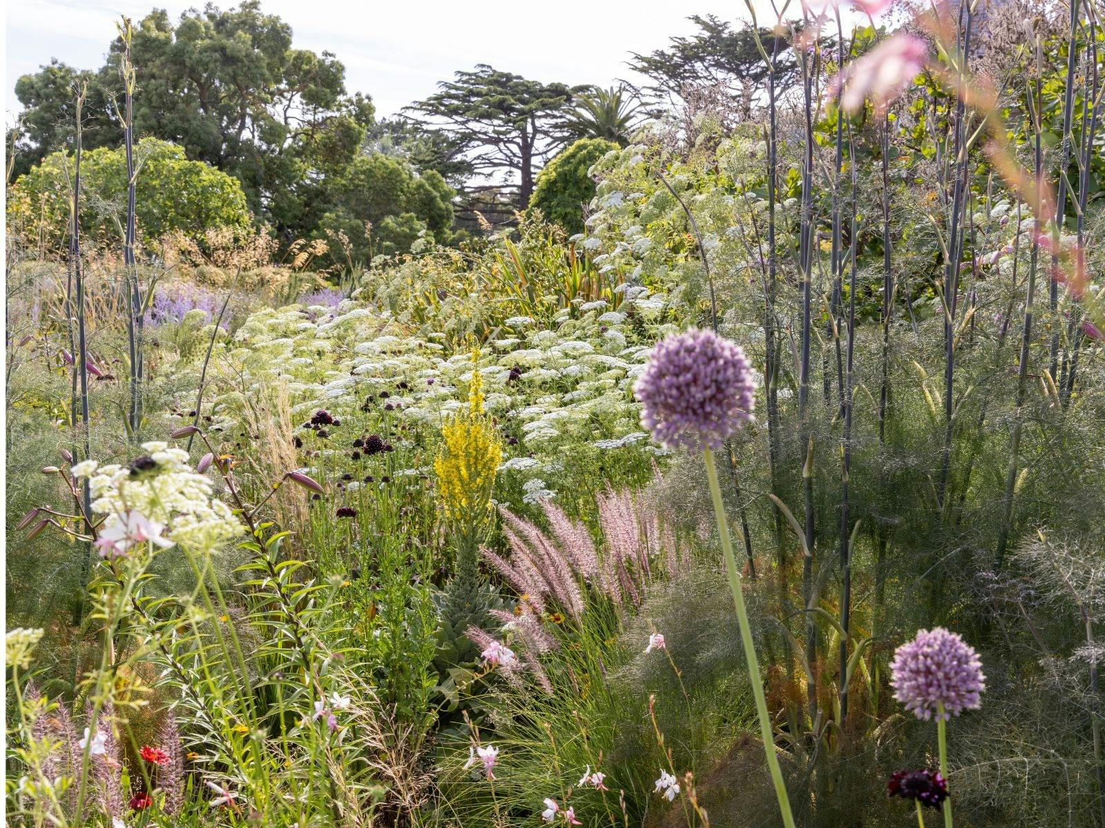 Heronswood Dry Garden