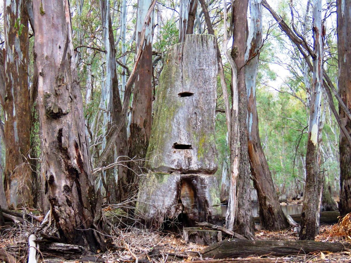 Early settlers timber cutter's steps