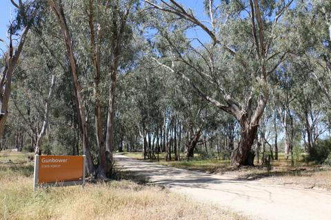 Gunbower Island Forest Drive