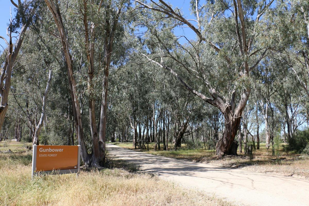 Gunbower State Forest