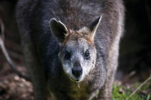 Great Otway National Park