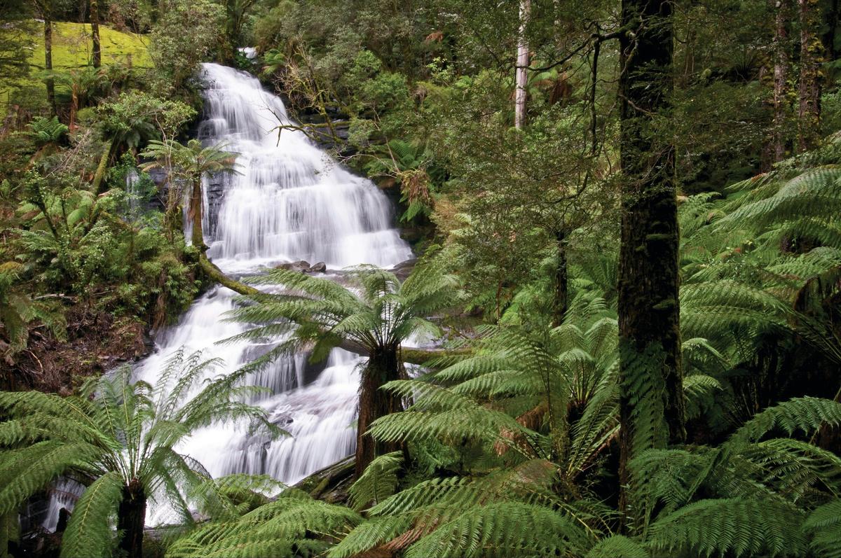 Great Otway National Park edit