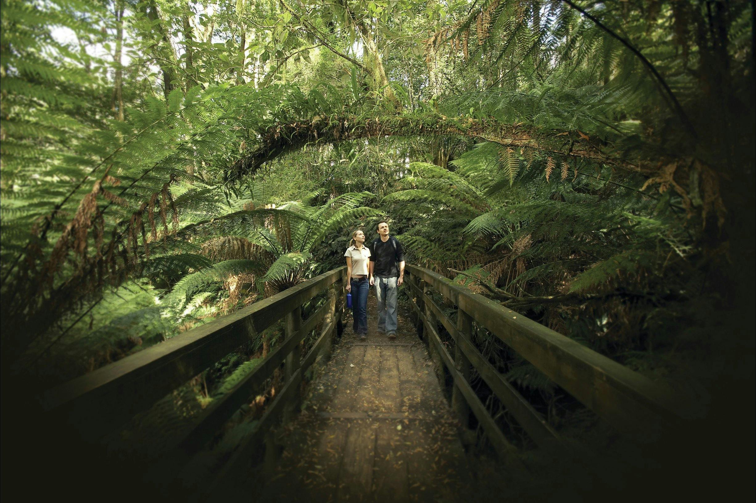 Great Otway National Park edit