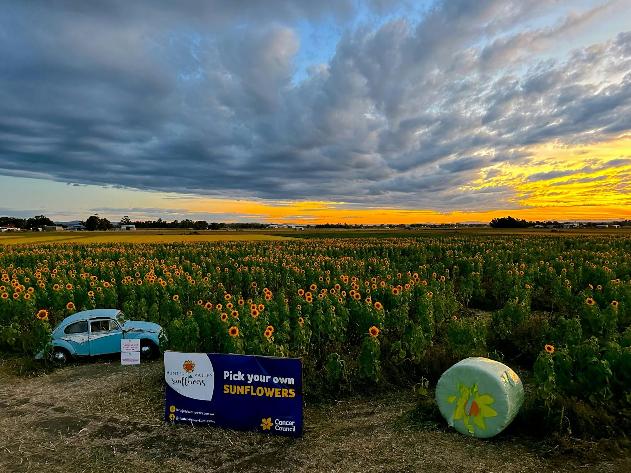 Hunter Valley Sunflowers