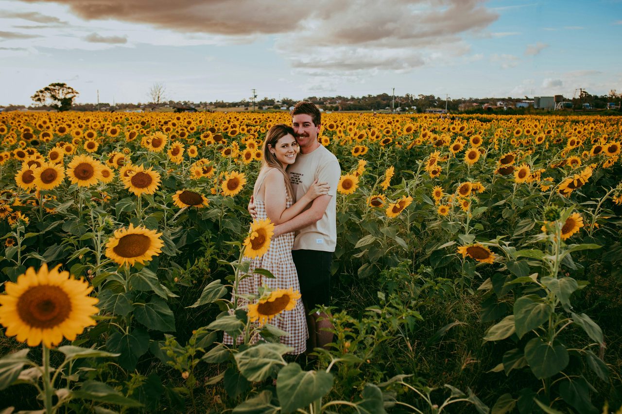 Hunter Valley Sunflowers