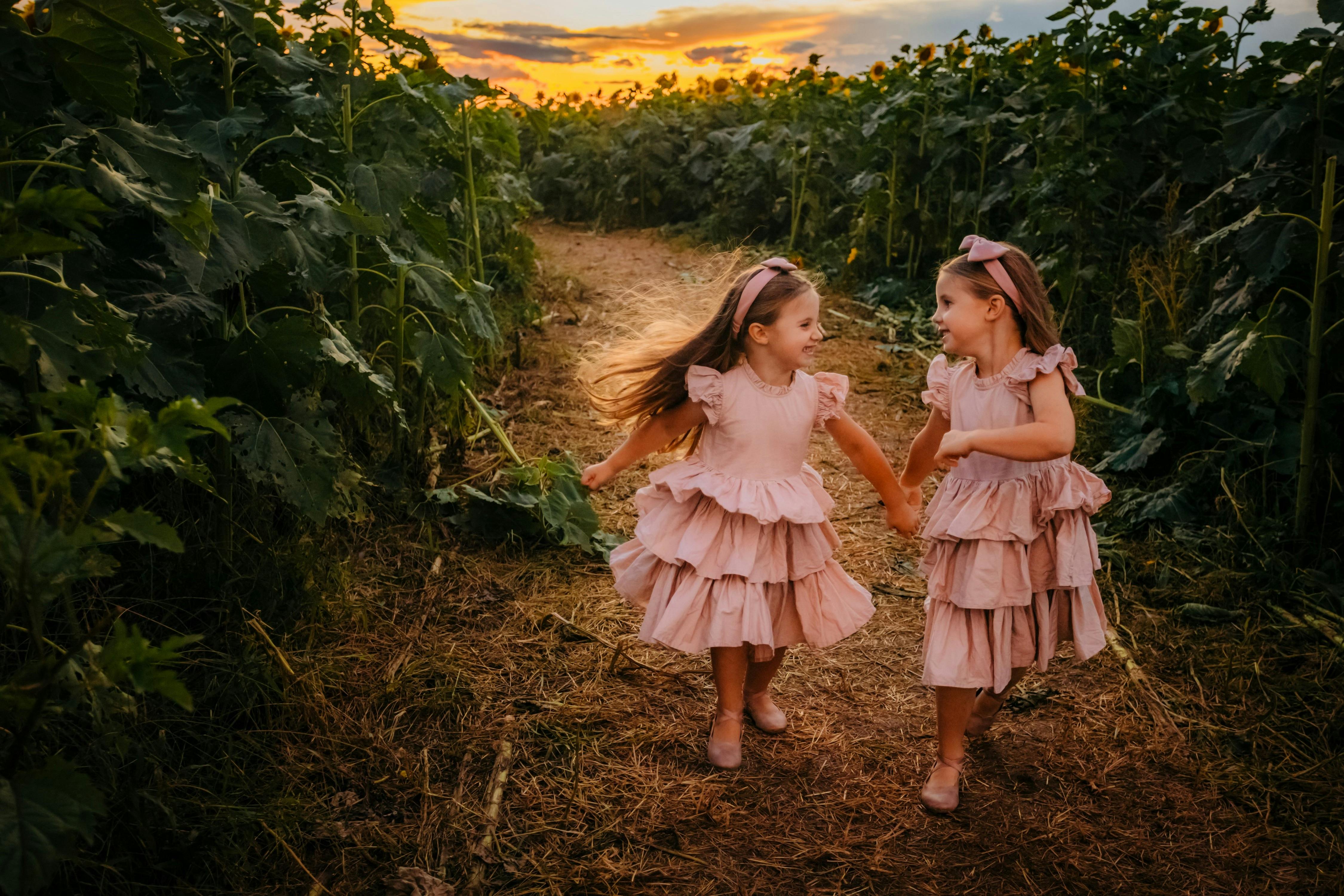 Hunter Valley Sunflowers
