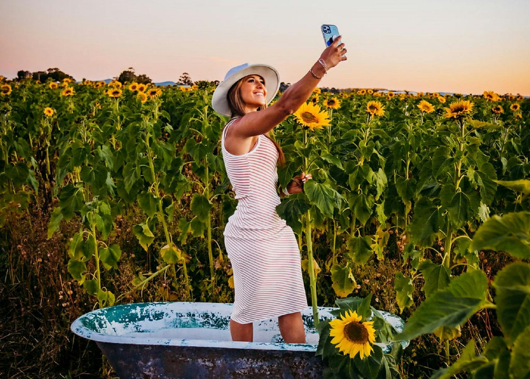 Hunter Valley Sunflowers