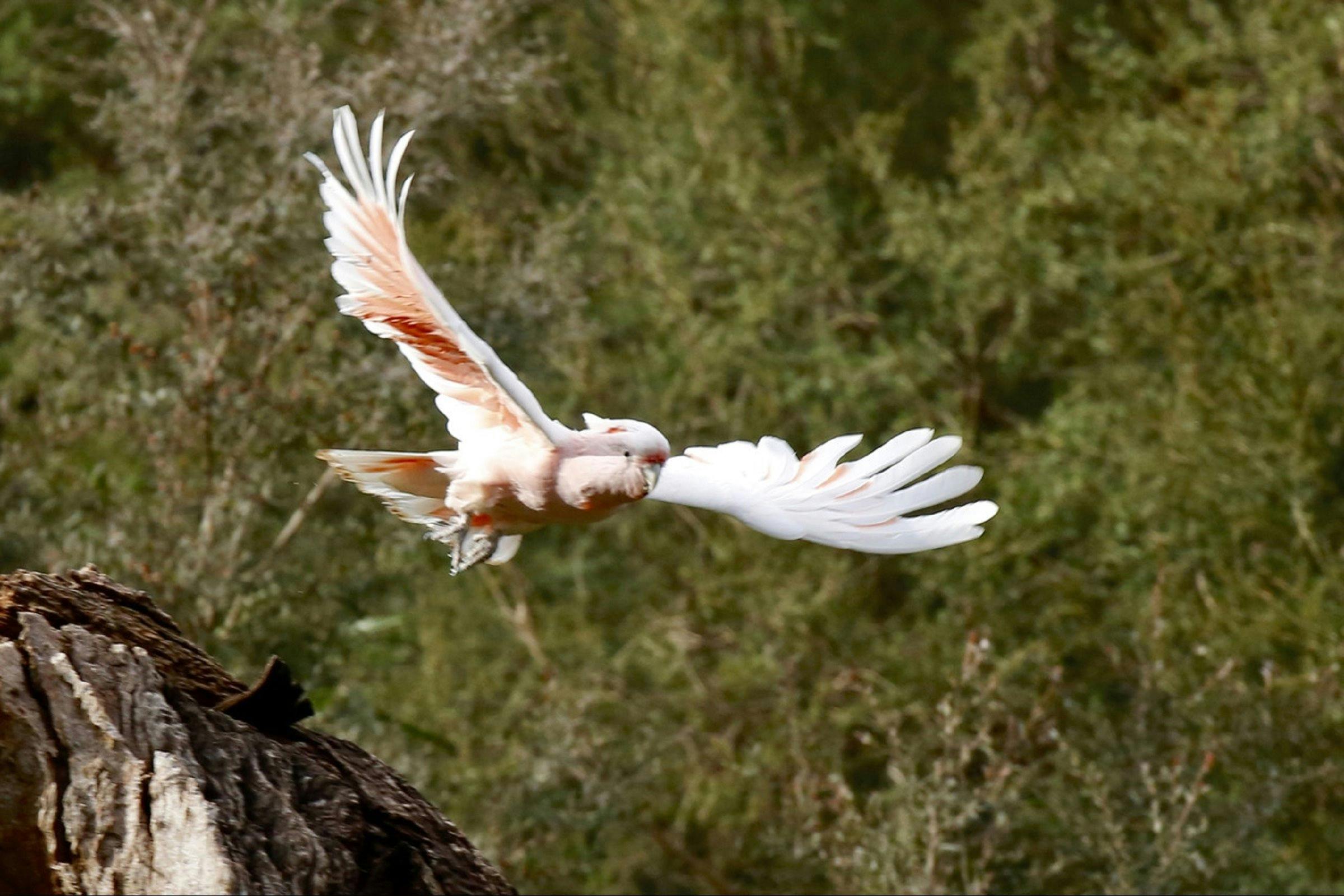 Major Mitchells Cockatoo