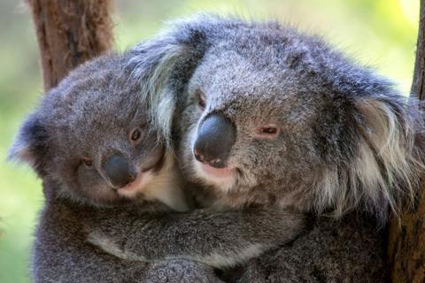 Healesville Sanctuary