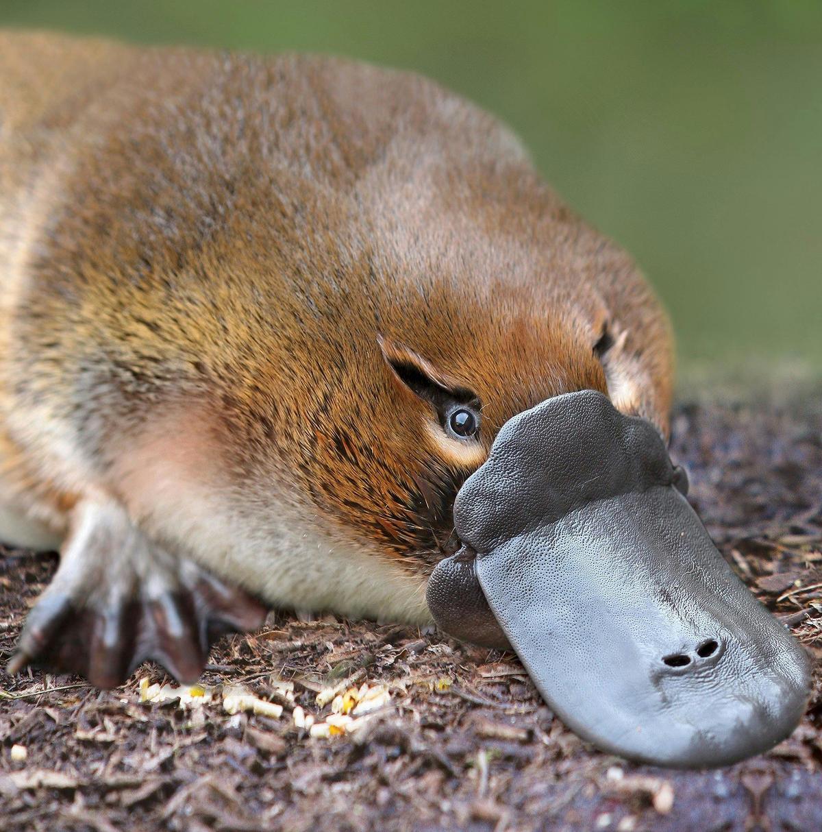 Platypus