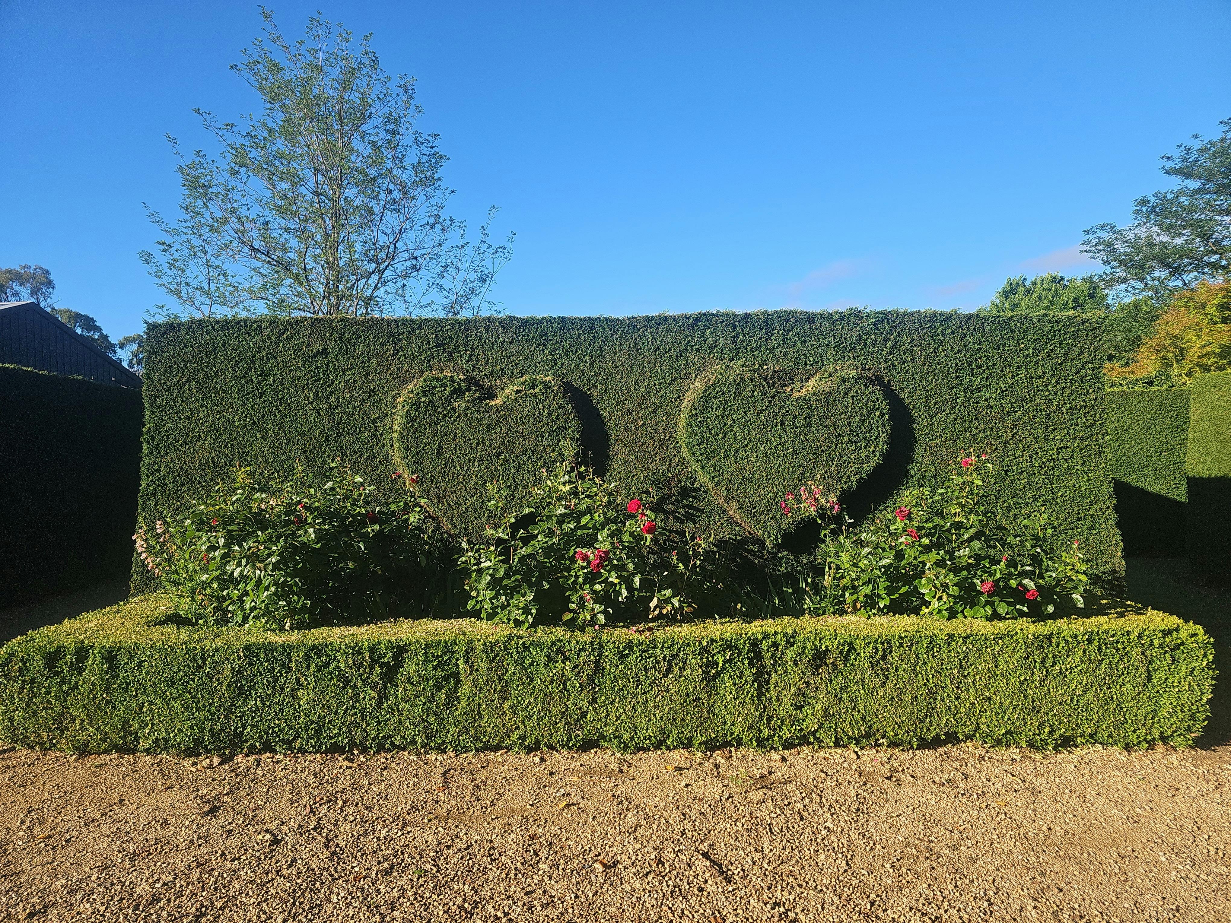 Hearts and roses in a hedge