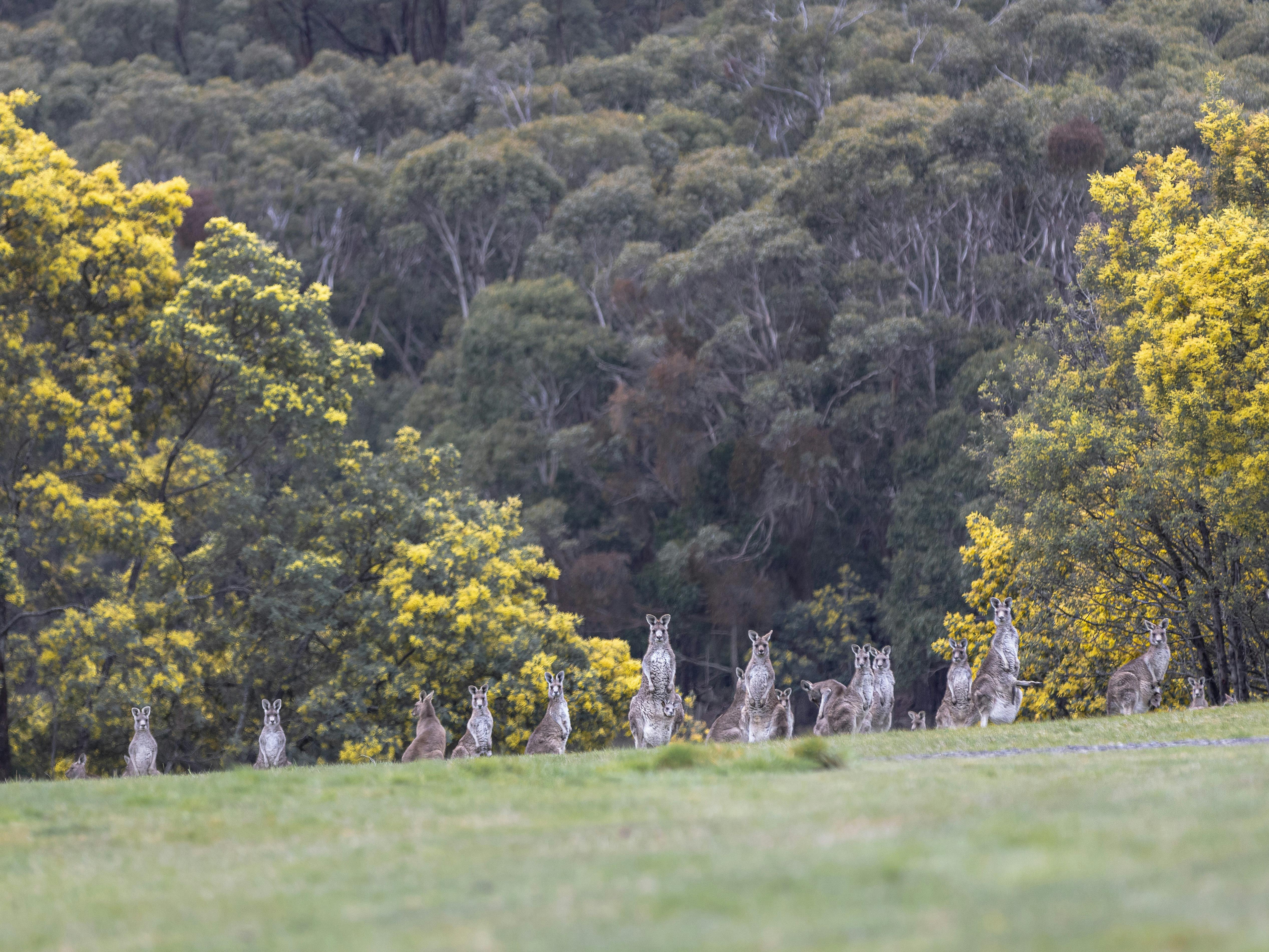 Hanging Rock Views