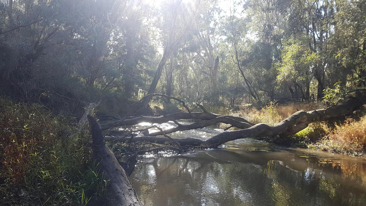 King river in the centre of Wangaratta