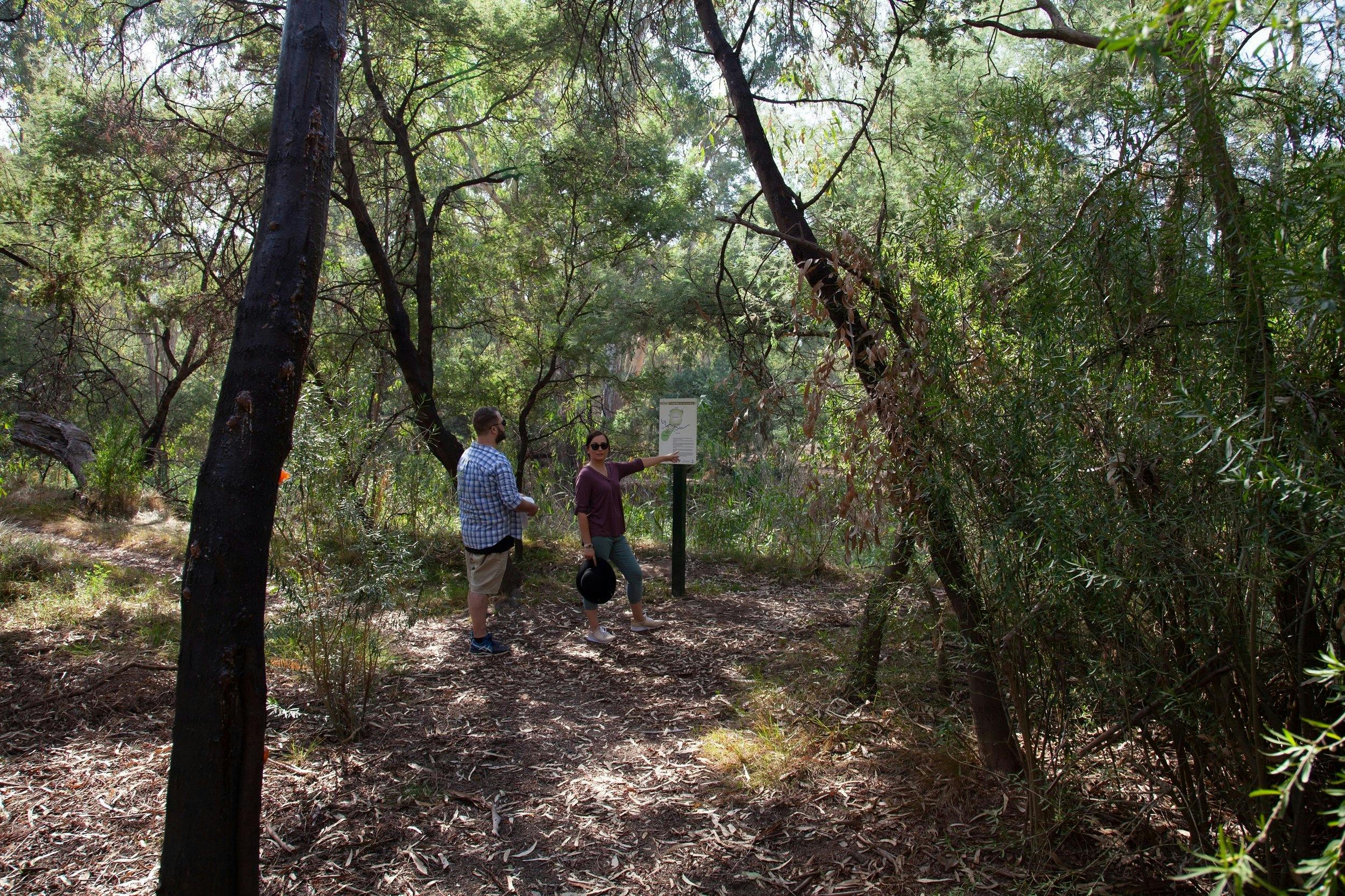 Bushland walk in Wangaratta