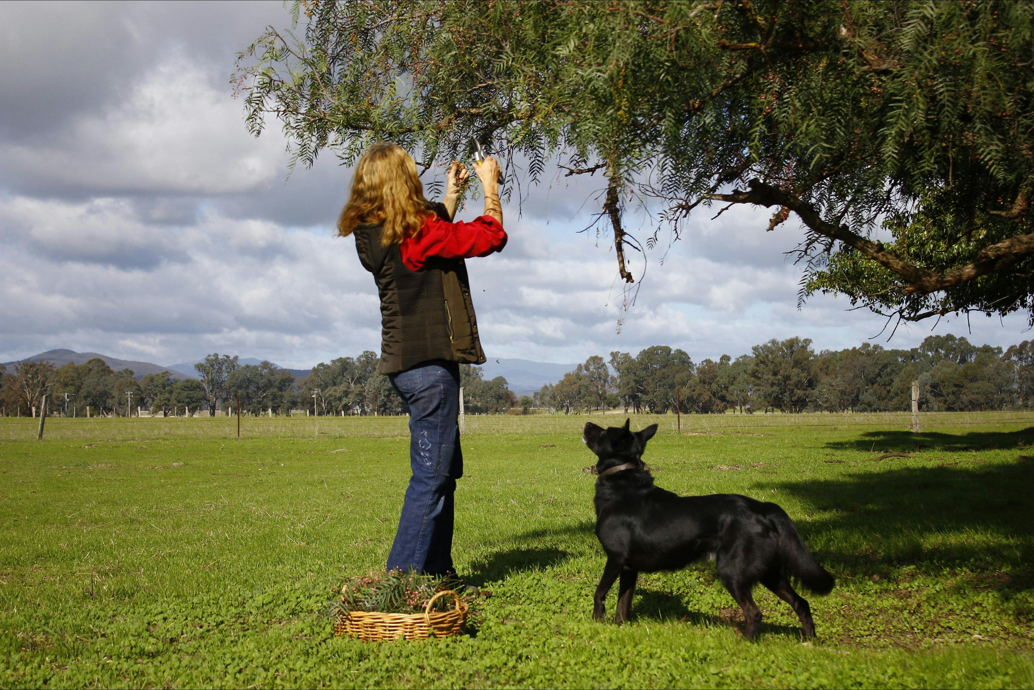 Pink Peppercorns are one of several botanicals grown at the distillery