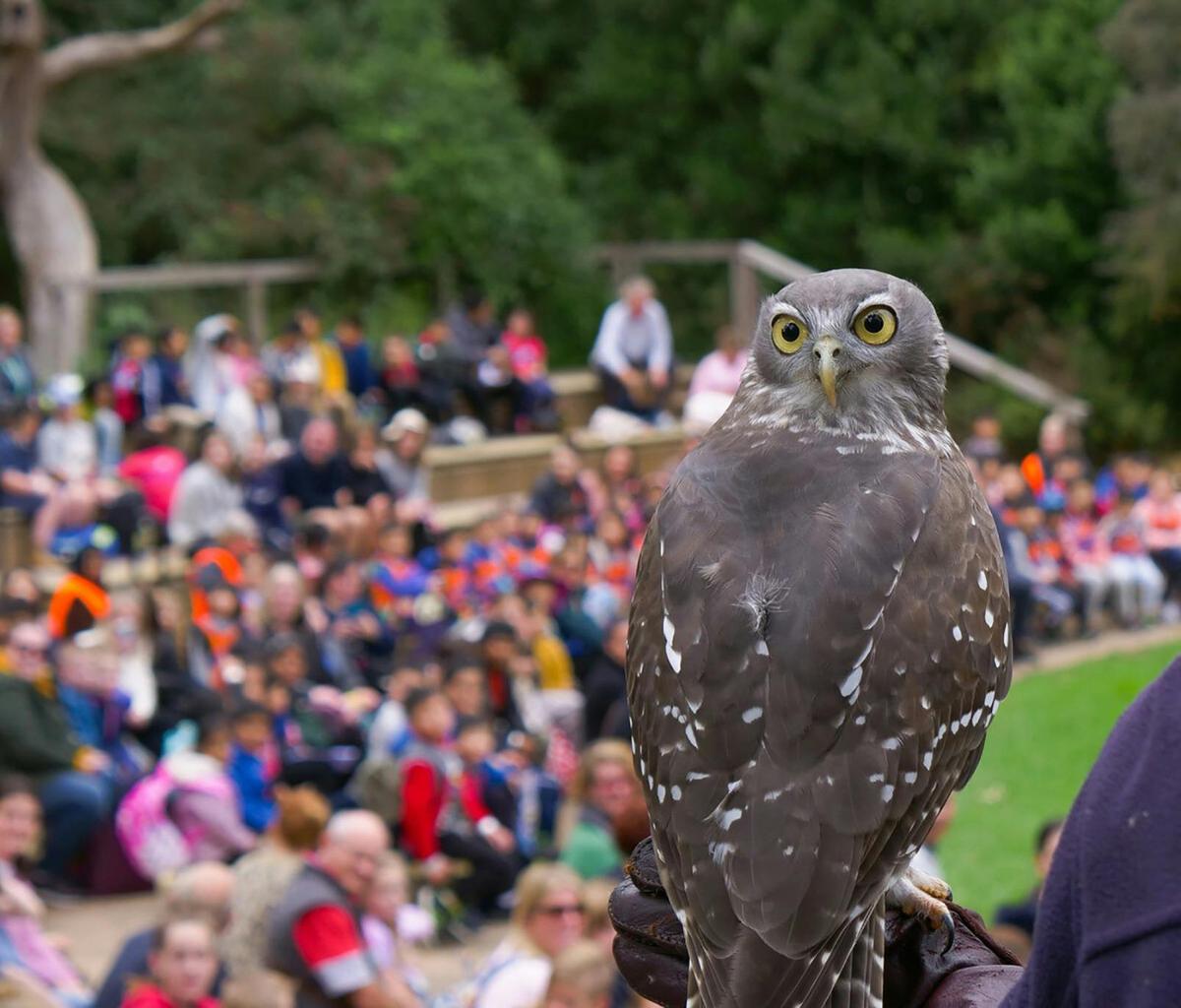 Healesville Sanctuary Tours