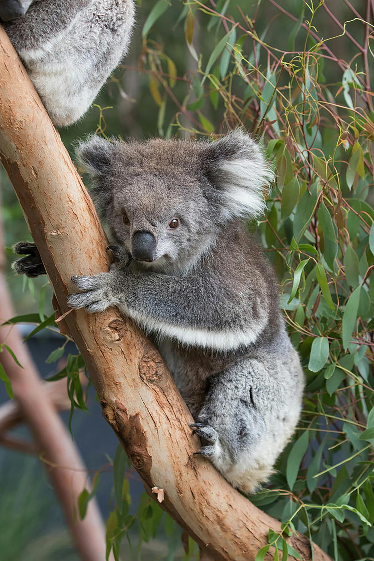 a koala sitting in a tree